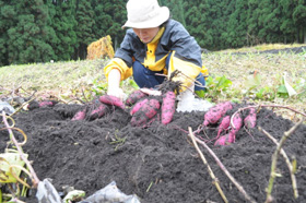 大館山田集落会：無農薬サツマイモ掘りの無料体験